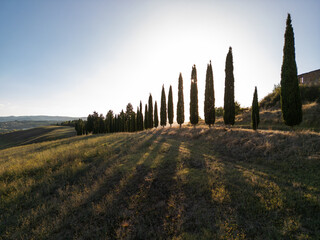 Fototapeta premium Sunlit cypress trees casting long shadows on a rolling hillside landscape at sunset. Italy Tuscany