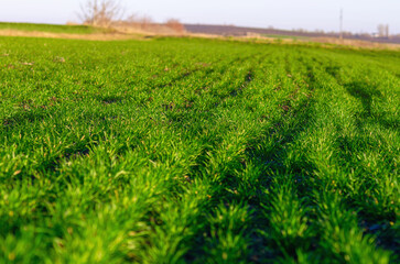 Obraz premium Vast field of winter wheat displays lush green sprouts, clear rows. Vibrant agricultural landscape.