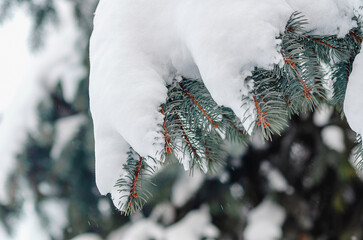 Snow on blue spruce. Branches of snowy coniferous tree close-up. Winter snowy coniferous screensaver
