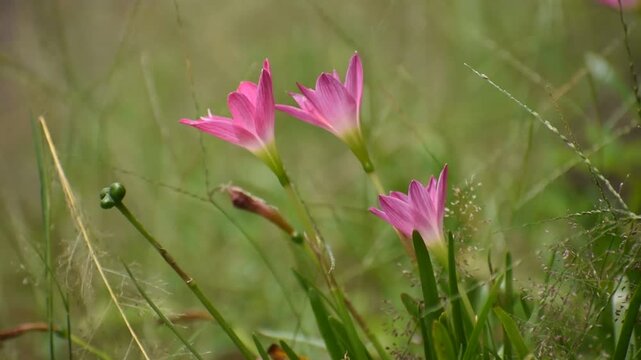 Close-up view of Zephyranthes rosea, also known as Cuban zephyrlily or pink rain lily.
