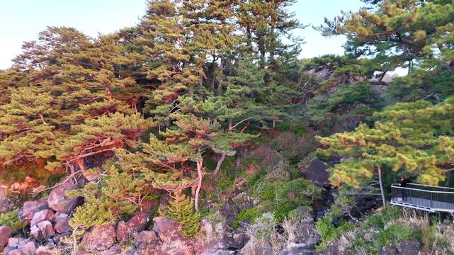 鬱蒼とした松林の向こうに見える大室山のシルエット│4Kドローン映像

