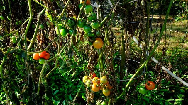 Close up shot of plenty of cherry tomatoes hanging from withering vines after first frost killed most crops