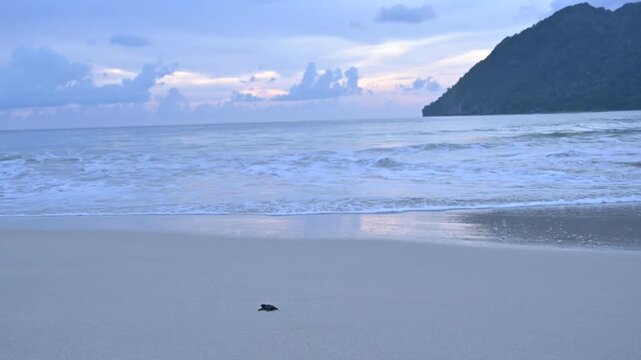 Release of olive ridley sea turtle hatchlings (Lepidochelys olivacea) at Lampuuk Beach, Aceh, Indonesia
