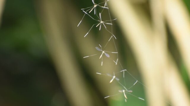 Several crane flies or Tanyptera resting on a spider's web.