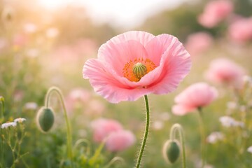 Soft Pink Poppy Blossom in Soft Focus Meadow.