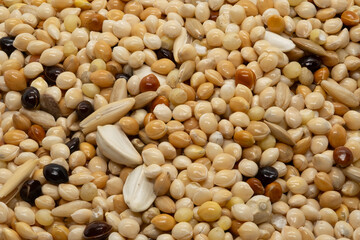 Closeup Mixed Parakeet Seed Photo