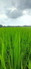 Obraz premium That is a beautiful, lush view of a rice field (paddy field) in its vegetative stage. The vibrant green suggests the crop is healthy and well-watered. ​Since you are looking at a rice field, you might