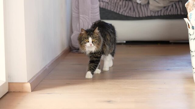 Slow motion shot of a domestic longhair tabby cat walking through a home as sunlight shines into the room. Calm indoor scene showing natural movement, warmth and everyday pet behavior.