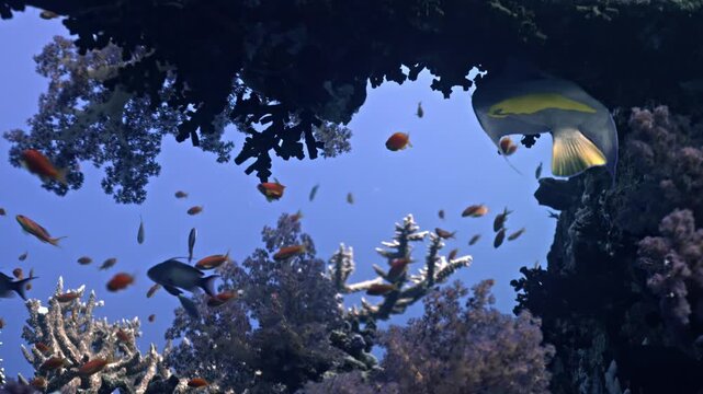 Healthy reef environment with a high concentration of marine life. A school of orange Lyretail Anthias &mdash;the most iconic and abundant species in the Red Sea&mdash;swarms above the reef.
