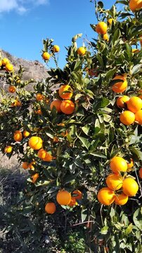 Orange tree with ripe fruits in orchard swaying in the wind under blue sky and white clouds, close-up movement.
