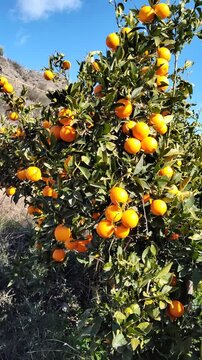 Orange tree with ripe fruits in orchard swaying in the wind under blue sky and white clouds, close-up movement.
