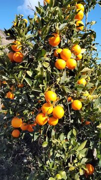 Orange tree with ripe fruits in orchard swaying in the wind under blue sky and white clouds, close-up movement.
