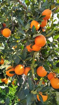Orange tree with ripe fruits in orchard swaying in the wind, sun backlit with lens flare in a sunny citrus grove.