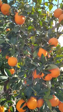 Orange tree with ripe fruits in orchard swaying in the wind, sun backlit with lens flare in a sunny citrus grove.