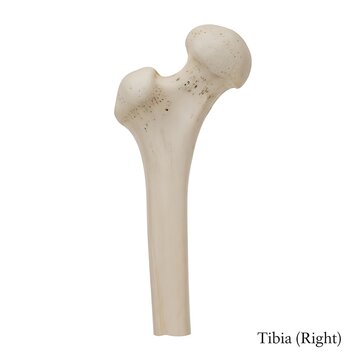 Right tibia bone posterior view isolated on white background medical human anatomy