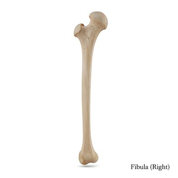 Anatomical model of right human femur bone isolated on white background for medical study