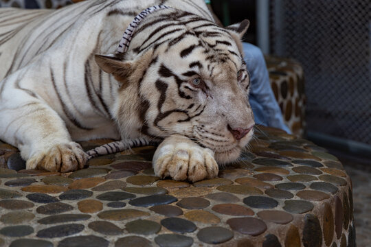 White tiger resting on stone surface at The Million Years Stone Park, Pattaya, Thailand. Calm pose with paws stretched forward