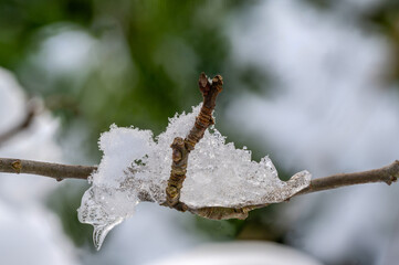 Schnee und Eis auf Zweig