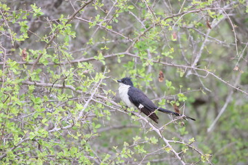 Jacobin cuckoo (Clamator jacobinus), also pied cuckoo or pied crested cuckoo, is a member of the cuckoo order of birds that is found in Africa and Asia. This photo was taken in South Africa.