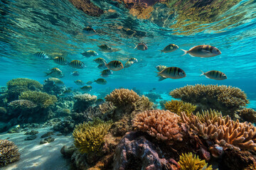 Obraz premium Colorful coral reef ecosystem thriving beneath sunlit ocean waves, home to a lively school of fish in crystal clear tropical waters, creating an idyllic underwater panorama