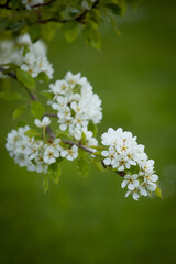Obraz premium Pyrus communis - pear tree blossoms in spring garden