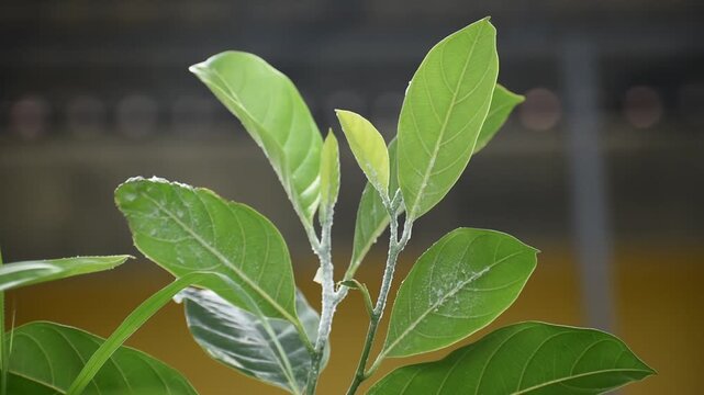 Plant stem infested with mealybugs, a common agricultural pest problem.