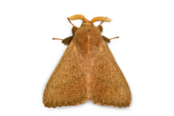 Furry Brown Moth Isolated PNG