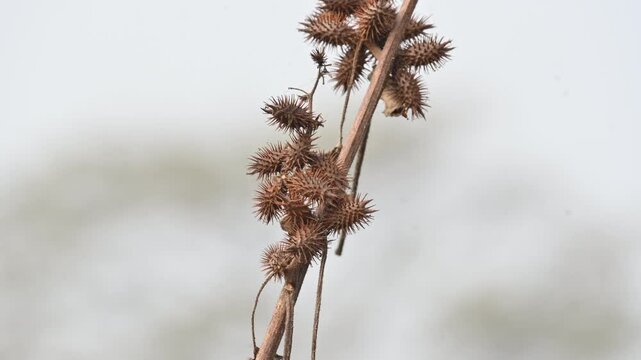 Xanthium strumarium. Its common name rough cocklebur,&nbsp;Noogoora burr, clotbur,&nbsp;common cocklebur,&nbsp;large cocklebur,&nbsp;woolgarie bur and Siberian cocklebur. Its species flowering plant&nbsp;family&nbsp;Asteraceae. 