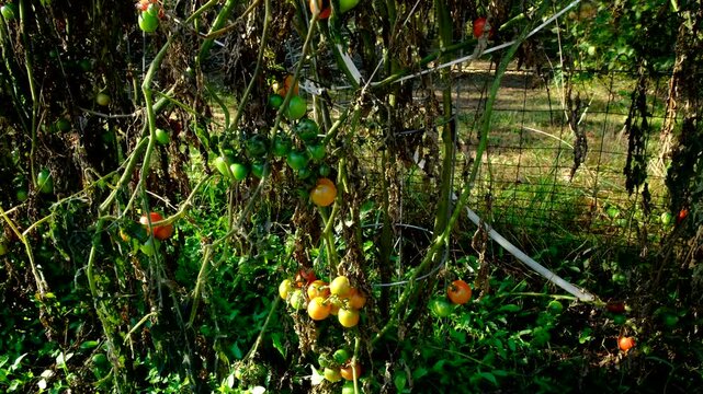 Cherry tomatoes in variety of maturing states still growing on dying plants and moving camera closer toward bunch of fruits hanging from withering vine after first frost killed most crops