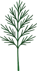 Fototapeta premium Green Dill Herb Sprig Isolated on White Background