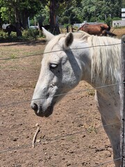 White horse head profile in sunny outdoor paddock behind fence