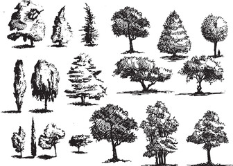 Hand drawn Sketch  Trees vector illustration