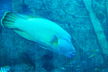 A large blue-lipped Napoleon fish swimming in the water against a backdrop of a coral reef and rocks