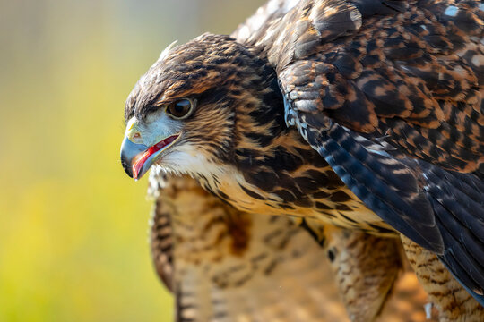 Harris's Hawk or Harris's Hawk, Parabuteo unicinctus, mottled cinnamon-colored, falcon, eagle