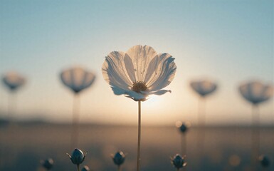 Sunlit white flower stands alone in field, soft focus background, gentle morning light.