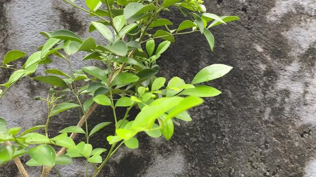 The ornamental plant Murraya paniculata with lush, fresh green leaves stands in front of an artistic and textured old cement wall.