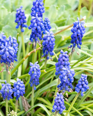 Flowers blooming in a garden during spring showcasing vibrant blue colors and lush green leaves