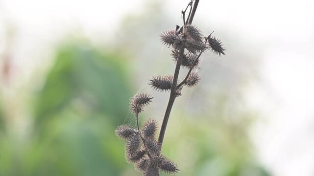 Xanthium strumarium. Its common name rough cocklebur,&nbsp;Noogoora burr, clotbur,&nbsp;common cocklebur,&nbsp;large cocklebur,&nbsp;woolgarie bur and Siberian cocklebur. Its species flowering plant&nbsp;family&nbsp;Asteraceae. 
