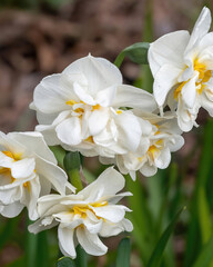 White flowers grow in a garden during springtime with green leaves and a blurred background of soil and other plants