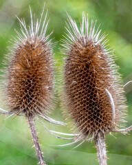 Close view of two thistles with sharp spines on a green background during daytime in a natural setting