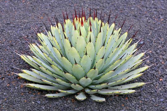 Agave macroacantha auf Lavagestein 