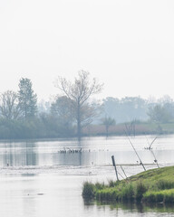 Morning scene of birds swimming in a calm river with trees on the shore at sunrise