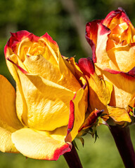 Bright yellow roses with red edges bloom in a garden during the day