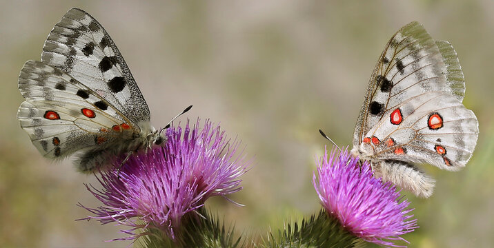 Rote Apollo oder Apollofalter (Parnassius apollo) zwei Schmetterlinge auf Distel-Bl&uuml;te, Panorama 