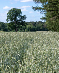 Green field with tall grass under blue sky and trees in the background during a sunny day