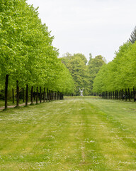 Tall green trees line a pathway in a park with a sculpture at the end, creating a natural walkway with grass underfoot