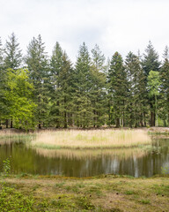 Forest lake surrounded by tall trees and grass in a natural setting