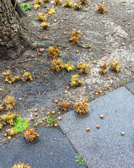 Tree debris covers the ground near a sidewalk during fall in a city park with brown and yellow clumps and small fruits scattered around