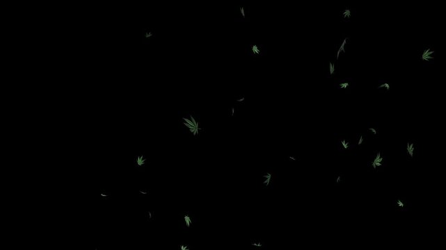 Cannabis leaf flying softly in the wind isolated on transparent background