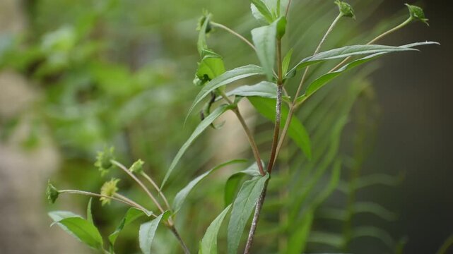 Eclipta prostrata, known as false daisy or urang-aring.